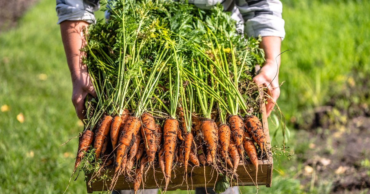 Подготовка грядки под морковь осенью: почва в открытом грунте, какую землю любит морковка, как подготовить весной